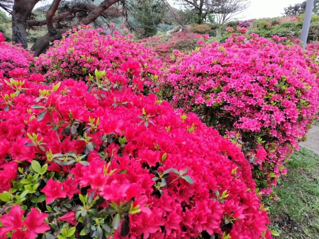 東伊豆　伊東市　小室山公園　