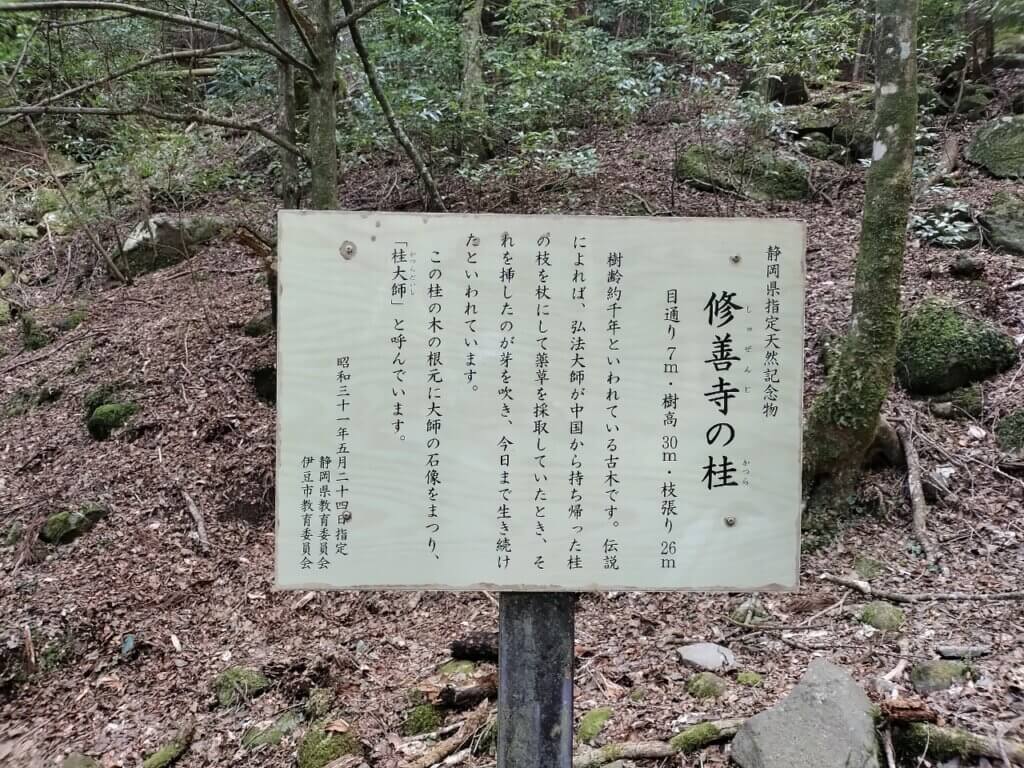 桂大師 修善寺の桂