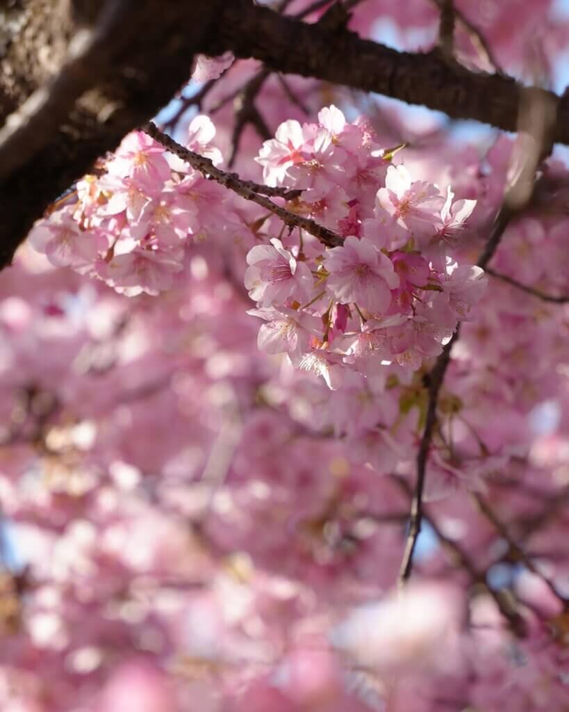 レア 岩国基地 2017 桜 SAKURA レア 岩国基地 2017 桜 SAKURA